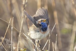Workshop: Vogelfotografie Inlagen