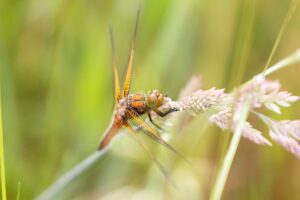 Workshop: Close-up dieren en bloemen