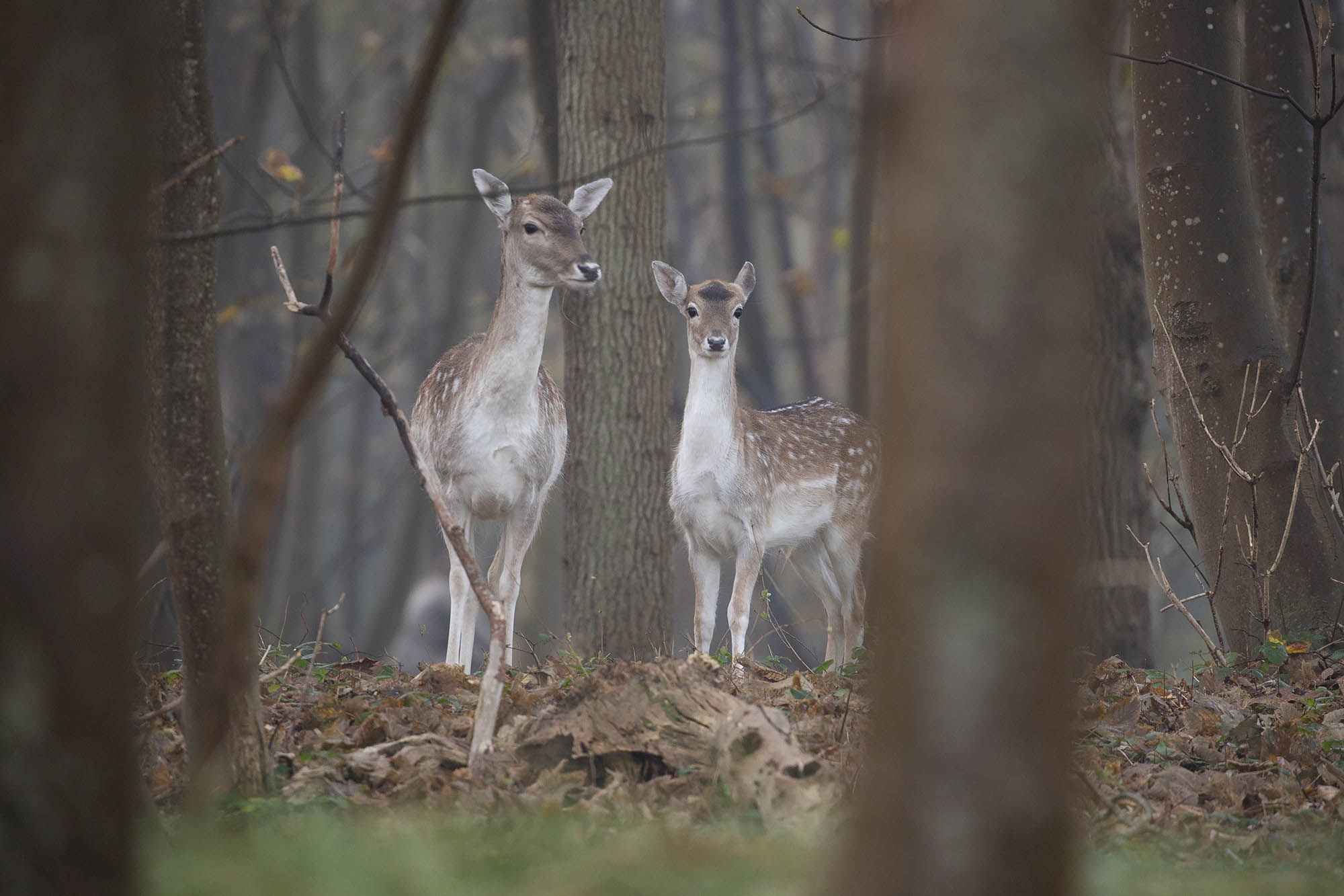 Vervolgcursus: Betere natuurfoto's maken